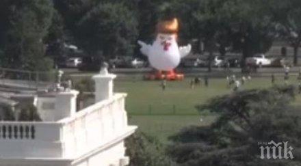 гигантско надуваемо пиле прическа стил доналд тръмп появи белия дом