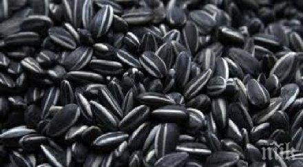 война кмет каза семките парка