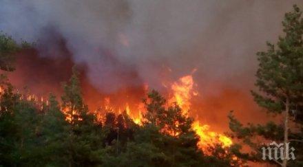 солено глоба 1000 лева палите огън гората