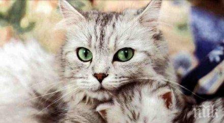 факти котките изумят