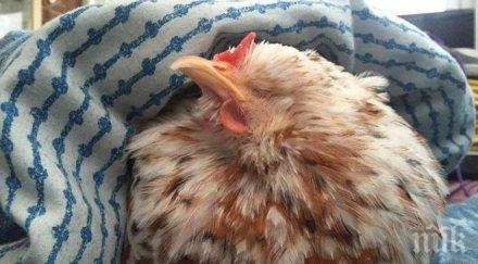 сърбин шашна гръцките митничари вкарал жива кокошка хладилна чанта