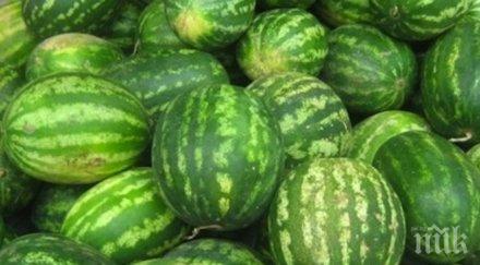 тъжно дините любимец път изчезнат пазара заради вносните