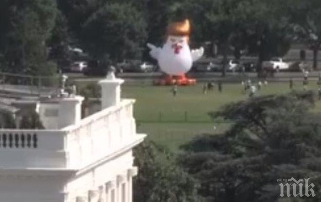 Гигантско надуваемо пиле с прическа в стил „Доналд Тръмп“ се появи пред Белия дом