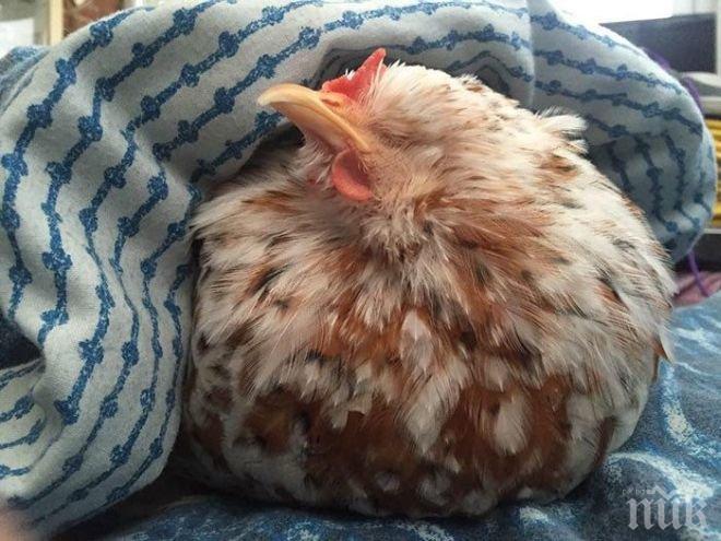 Сърбин шашна гръцките митничари – вкарал жива кокошка в хладилна чанта!

