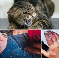 ПО-ЗЛОВЕЩО И ОТ ХОРЪР! 40 подивели котки оглозгаха до кости пенсионер (СНИМКИ 18+)