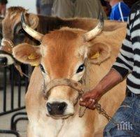 Определиха нови субсидии за животните