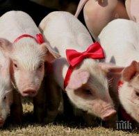 ГМО прасета ще бъдат използвани като донори на органи