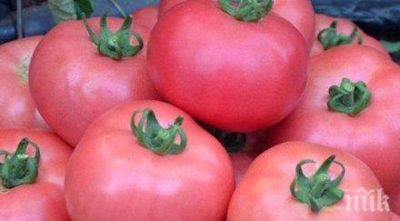 вярване розовият домат продава килото борсата