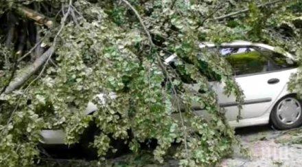 германски министър пострада падане дърво