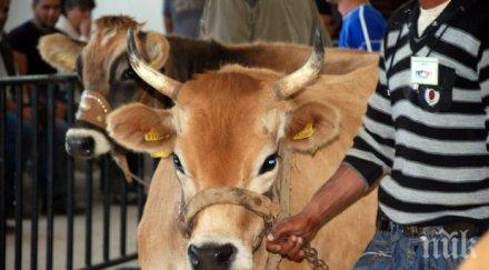 определиха субсидии животните