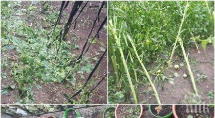 извънредно пик причини страховитата градушка монтанско снимки