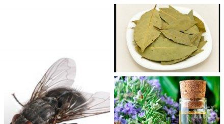 бой мухите билки подправки изгонете дома завинаги