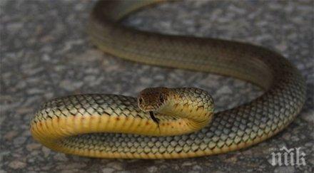 змия пропълзя автоборса