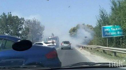 сух папур пламна слънчев бряг