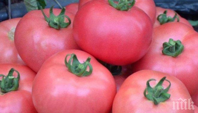 НЕ Е ЗА ВЯРВАНЕ! Розовият домат се продава за 30 ст. килото на борсата