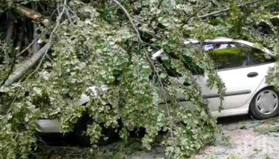 Германски министър пострада при падане на дърво