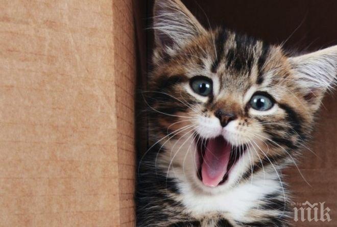 Котка спаси жилищен блок от пожар в Австрия