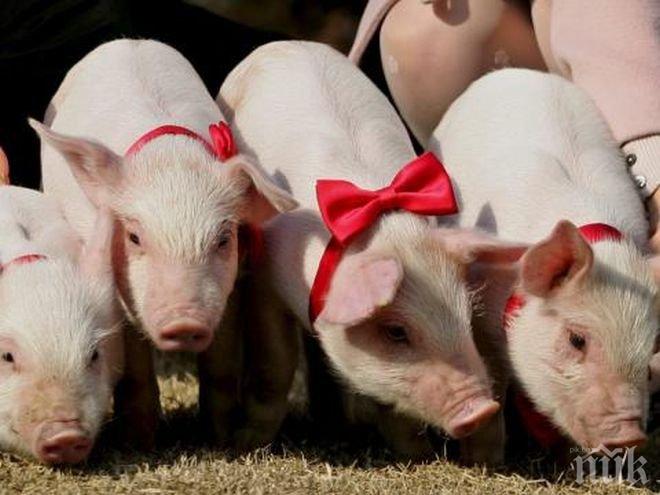 ГМО прасета ще бъдат използвани като донори на органи