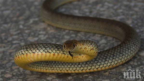 Змия пропълзя в автоборса