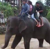 Невероятно! Слонове спасиха стотици туристи в Непал (ВИДЕО)