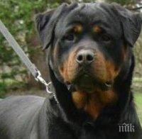 Жена от Брестник проплака: Ловци застреляха две от кучетата ми