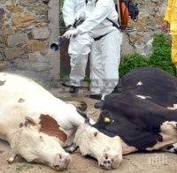 Мистериозна смърт! Крави се натръшкаха край река Тунджа