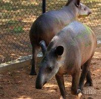 Шок! Животни от зоологическа градина във Венецуела били откраднати от гладни граждани