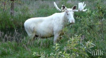 хит рядък бял лос швеция стана звезда фейсбук