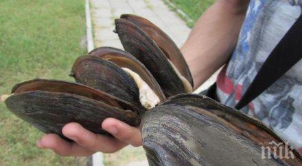 огромни миди русе ловците бисери пощръкляха снимки