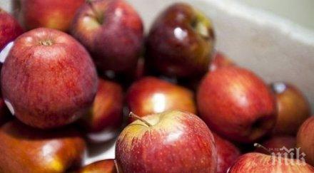 собственици овощни градини алармират години българска ябълка заради вноса чужбина