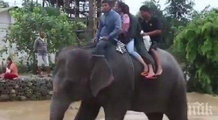 невероятно слонове спасиха стотици туристи непал видео