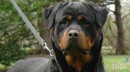 жена брестник проплака ловци застреляха две кучетата