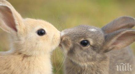 полицията върна годишен дядо седем откраднати заека