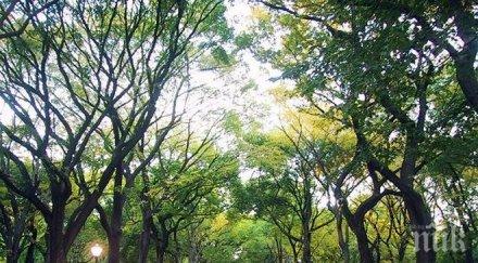 три деца пострадали падането дърво сентръл парк