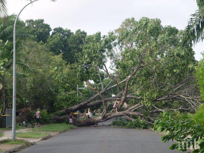 Дърво рухна на препълнен площад и уби 11 души на остров Мадейра 