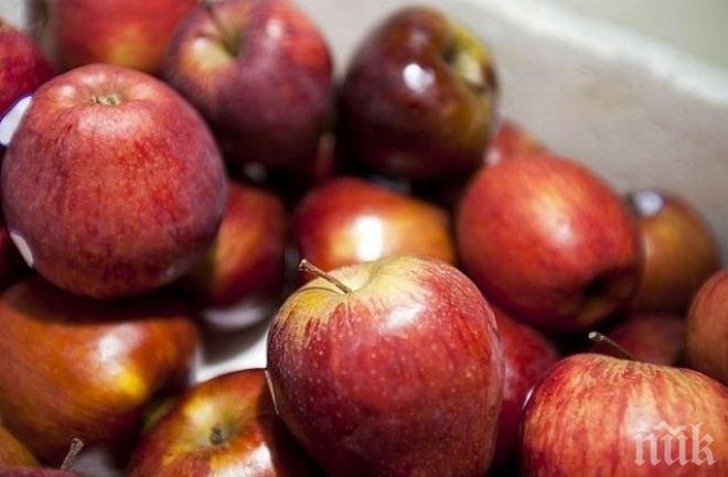 Собственици на овощни градини алармират: След 10 години няма да има българска ябълка заради вноса от чужбина