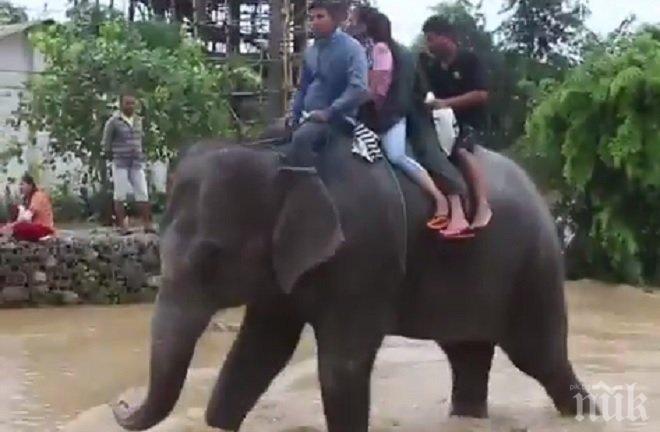 Невероятно! Слонове спасиха стотици туристи в Непал (ВИДЕО)