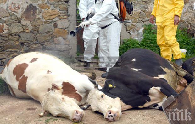 Мистериозна смърт! Крави се натръшкаха край река Тунджа