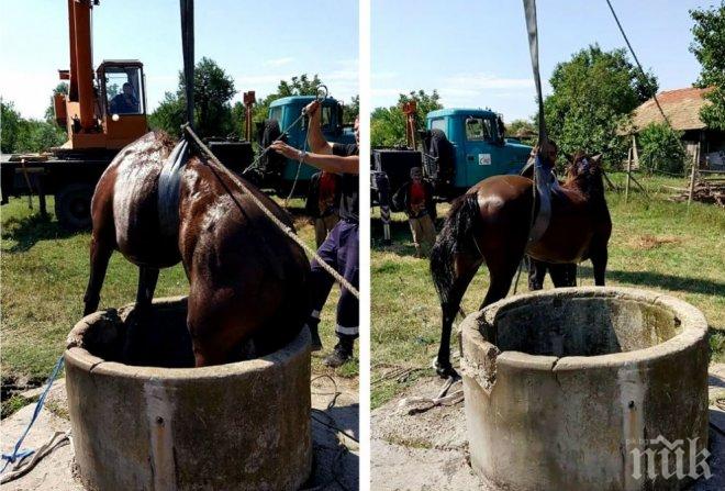 СПЕШНА АКЦИЯ! Спасиха кон, паднал в кладенец