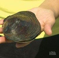 Мидите по Дунав се оказаха китайски и неядливи