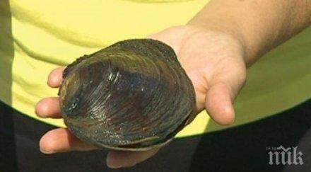 мидите дунав оказаха китайски неядливи