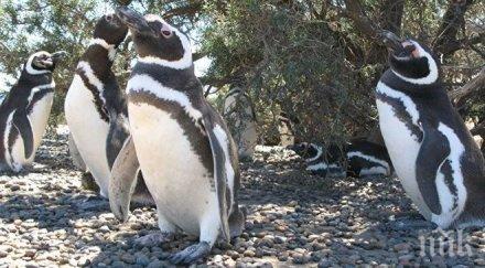 пример правителството чили отказа проект милиарда долара заради