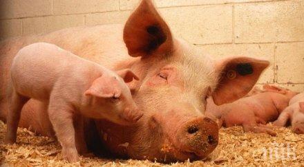 внимание реална опасност африканската чума стигне българия