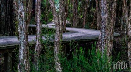 дебнат 000 дървета убийци