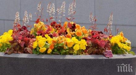 мадрид сложиха бетонни саксии цветя пазят пешеходците