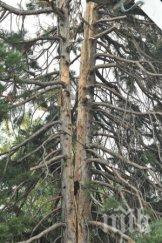 страшна буря ковачевци мълния разцепи метрова секвоя клони летят метра