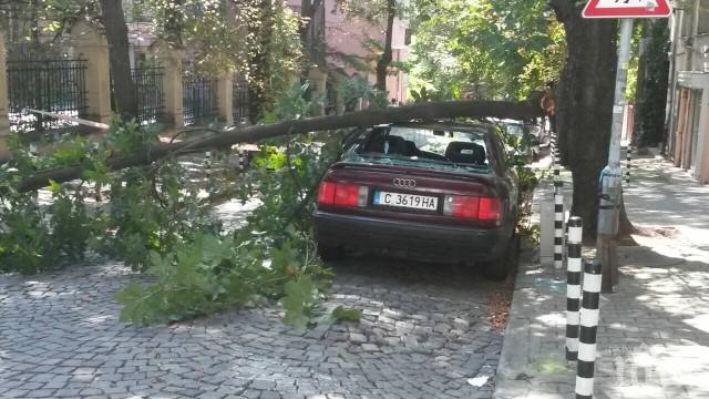 Дърво падна върху паркирана кола в София