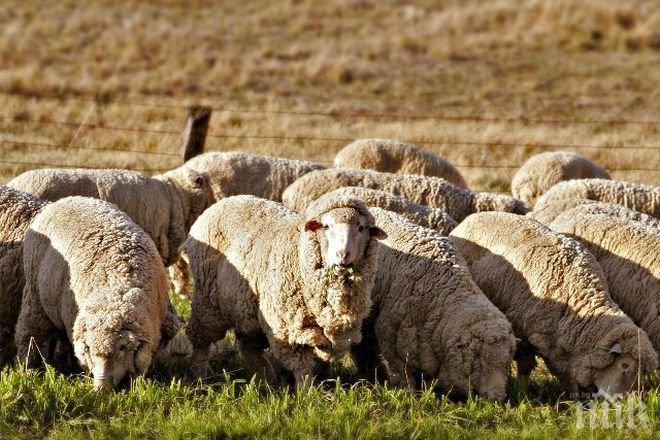 Млад шофьор уби 40 овце след зверски удар край Ракитово