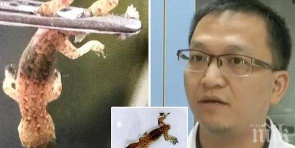 Лекари извадиха жив гущер от ухото на китаец