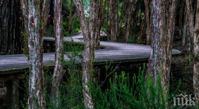 Дебнат ни 20 000 дървета убийци